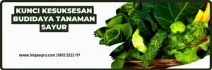 Budidaya tanaman sayur, sayur hijau, jenis sayuran, macam sayuran, tahapan budidaya tanaman sayur, menanam sayuran, Lmga Agro