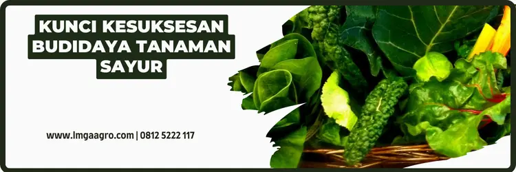 Budidaya tanaman sayur, sayur hijau, jenis sayuran, macam sayuran, tahapan budidaya tanaman sayur, menanam sayuran, Lmga Agro