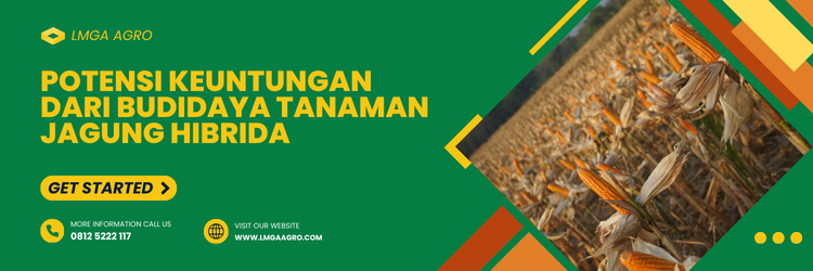 Budidaya jagung, jagung hibrida, jarak tanam jagung hibrida yang ideal, pertanian jagung, penanaman jagung, lmga agro