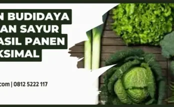 Budidaya tanaman sayur, sayur hijau, jenis sayuran, macam sayuran, tahapan budidaya tanaman sayur, menanam sayuran, Lmga Agro