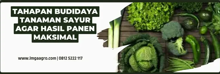 Budidaya tanaman sayur, sayur hijau, jenis sayuran, macam sayuran, tahapan budidaya tanaman sayur, menanam sayuran, Lmga Agro