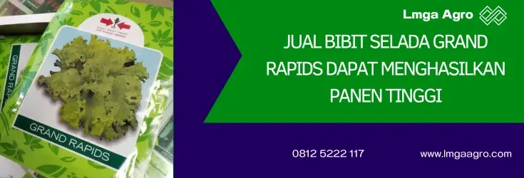 selada grand rapid, benih selada grand rapids, bibit selada terbaik, harga benih selada, Lmga Agro