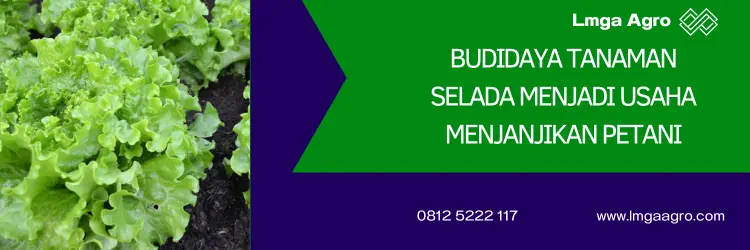 selada grand rapid, benih selada grand rapids, bibit selada terbaik, harga benih selada, Lmga Agro