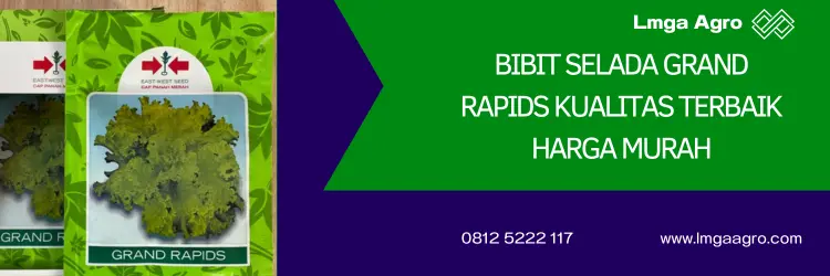 selada grand rapid, benih selada grand rapids, bibit selada terbaik, harga benih selada, Lmga Agro