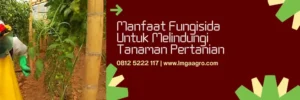 acrobat fungisida, harga fungisida acrobat, harga fungisida acrobat 50 wp, manfaat fungisida acrobat, Lmga Agro