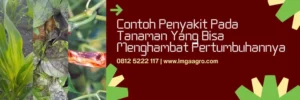 acrobat fungisida, harga fungisida acrobat, harga fungisida acrobat 50 wp, manfaat fungisida acrobat, Lmga Agro