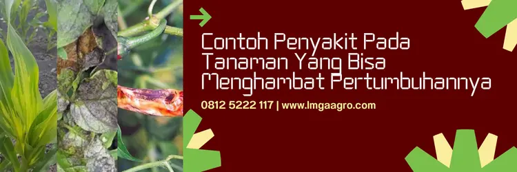 acrobat fungisida, harga fungisida acrobat, harga fungisida acrobat 50 wp, manfaat fungisida acrobat, Lmga Agro