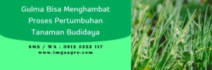 convey herbisida, harga convey herbisida jagung, harga herbisida convey, harga convey, Lmga Agro