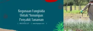 anvil fungisida, fungsi anvil, harga anvil, fungisida syngenta, Lmga Agro