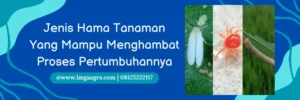 agus insektisida, harga agus, manfaat insektisida agus, dosis insektisida agus, Lmga Agro