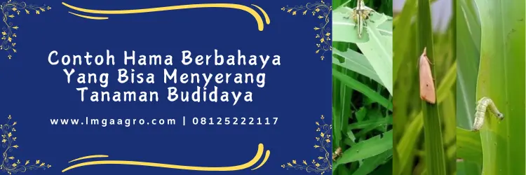 belt insektisida, harga insektisida belt, belt expert, harga belt expert 250 ml, Lmga Agro