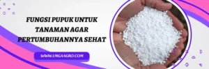 kno3 putih, harga kno3 putih, harga pupuk kno3 putih, harga pupuk kno3, Lmga Agro