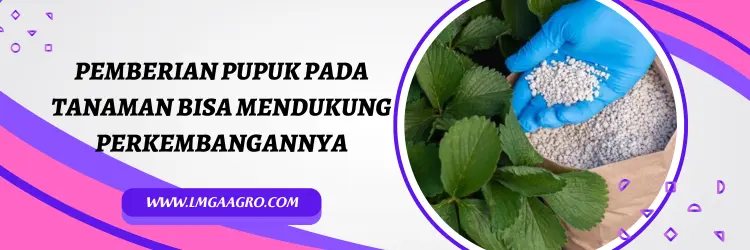 kno3 putih, harga kno3 putih, harga pupuk kno3 putih, harga pupuk kno3, Lmga Agro