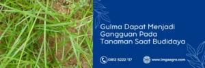 tabas herbisida, harga herbisida tabas, tabas obat rumput, obat rumput tabas, Lmga Agro