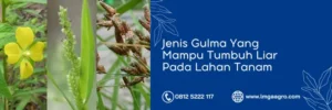 tabas herbisida, harga herbisida tabas, tabas obat rumput, obat rumput tabas, Lmga Agro