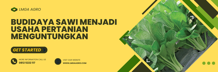 Manfaat sawi, cara menanam sawi, sawi sendok, umur sawi siap panen, sayur caisim, lmga agro