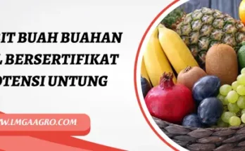 Tanaman buah, budidaya, jual bibit buah, bibit buah buahan unggul bersertifikat, pohon buah, Lmga Agro