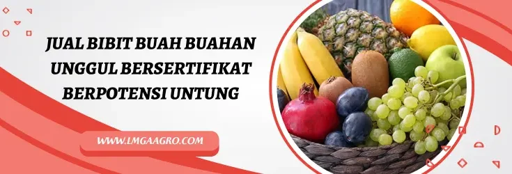 Tanaman buah, budidaya, jual bibit buah, bibit buah buahan unggul bersertifikat, pohon buah, Lmga Agro