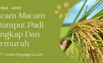 Macam macam obat rumput padi, tanaman gulma, herbisida padi paling ampuh, jenis herbisida, fungsi herbisida, Lmga Agro