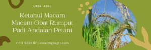 Macam macam obat rumput padi, tanaman gulma, herbisida padi paling ampuh, jenis herbisida, fungsi herbisida, Lmga Agro