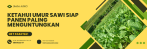 Manfaat sawi, cara menanam sawi, sawi sendok, umur sawi siap panen, sayur caisim, lmga agro