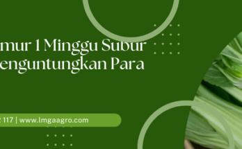 pohon pakcoy, manfaat pakcoy, panen pakcoy, pakcoy umur 1 minggu, pakcoy hidroponik, Lmga Agro