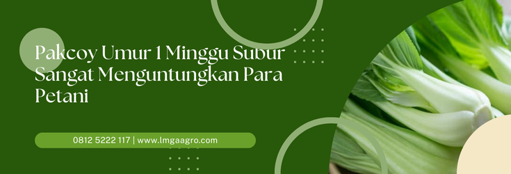 pohon pakcoy, manfaat pakcoy, panen pakcoy, pakcoy umur 1 minggu, pakcoy hidroponik, Lmga Agro