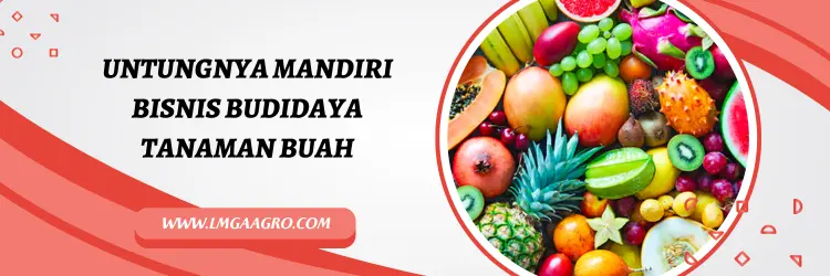 Tanaman buah, budidaya, jual bibit buah, bibit buah buahan unggul bersertifikat, pohon buah, Lmga Agro