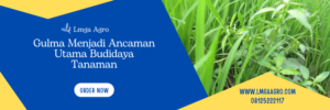 Tanaman pengganggu, tanaman gulma, herbisida yang tidak merusak tanah, jenis herbisida, fungsi herbisida, Lmga Agro
