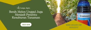 Cara menanam melon, benih melon, tanaman buah melon, tempat tumbuh melon, jenis jenis melon, Lmga Agro