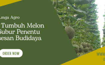 Cara menanam melon, benih melon, tanaman buah melon, tempat tumbuh melon, jenis jenis melon, Lmga Agro