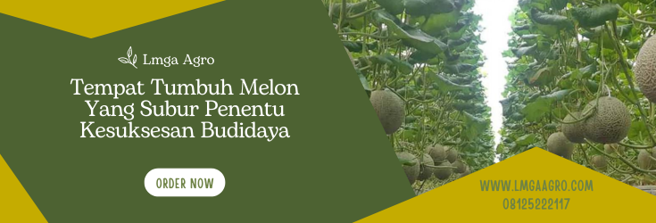 Cara menanam melon, benih melon, tanaman buah melon, tempat tumbuh melon, jenis jenis melon, Lmga Agro