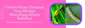 asmec, harga insektisida asmec, bahan aktif asmec, asmec insektisida, Lmga Agro