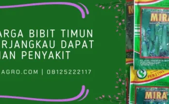 bibit timun mira f1, jarak tanam timun mira, budidaya timun mira, timun mira, Lmga Agro