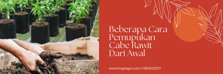 Budidaya cabe, budidaya cabai, cara pemupukan cabe rawit dari awal, pertanian cabe, lmga agro