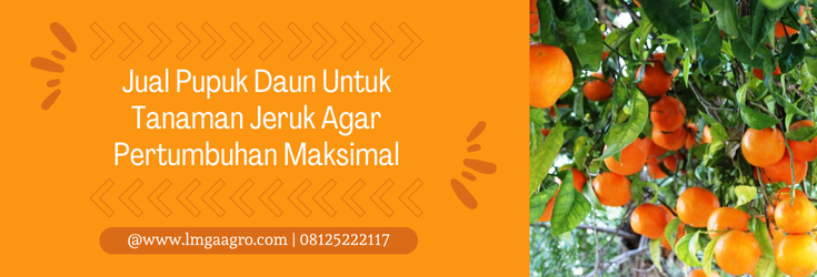 Budidaya jeruk, pupuk buah jeruk biar manis, pupuk pemanis buah jeruk, dosis pemupukan jeruk, pupuk daun untuk tanaman jeruk, lmga agro