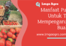 pupuk organik, fungsi pupuk kcl, buah tomat, manfaat pupuk kcl untuk tomat, fungsi pupuk, Lmga Agro