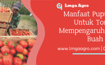 pupuk organik, fungsi pupuk kcl, buah tomat, manfaat pupuk kcl untuk tomat, fungsi pupuk, Lmga Agro