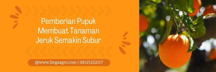 Budidaya jeruk, pupuk buah jeruk biar manis, pupuk pemanis buah jeruk, dosis pemupukan jeruk, pupuk daun untuk tanaman jeruk, lmga agro