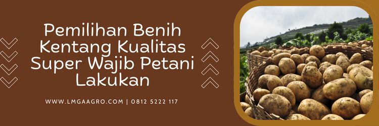 Jual Benih Kentang Kualitas Super Harga Terjangkau | Lmga Agro Budidaya kentang, umur tanaman kentang, panen kentang, budidaya tanaman kentang, cara mengembangbiakan tanaman kentang, Lmga Agro