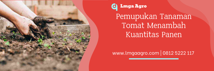 pupuk organik, fungsi pupuk kcl, buah tomat, manfaat pupuk kcl untuk tomat, fungsi pupuk, Lmga Agro