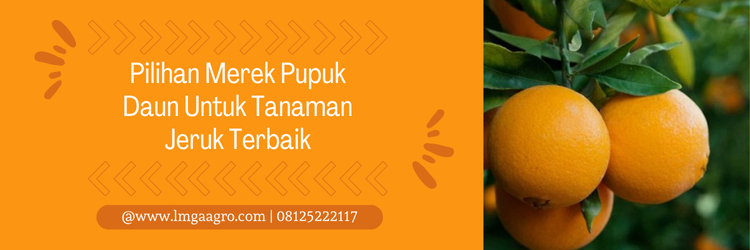 Budidaya jeruk, pupuk buah jeruk biar manis, pupuk pemanis buah jeruk, dosis pemupukan jeruk, pupuk daun untuk tanaman jeruk, lmga agro