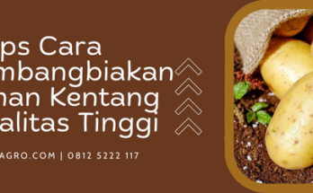 Budidaya kentang, umur tanaman kentang, panen kentang, budidaya tanaman kentang, cara mengembangbiakan tanaman kentang, Lmga Agro