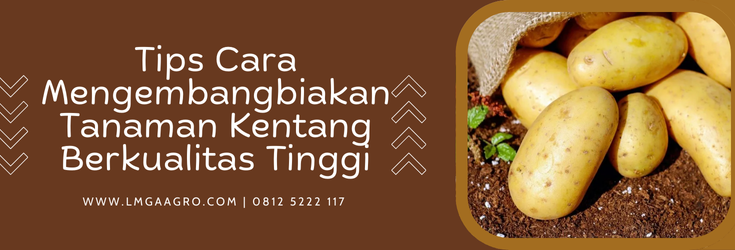 Budidaya kentang, umur tanaman kentang, panen kentang, budidaya tanaman kentang, cara mengembangbiakan tanaman kentang, Lmga Agro