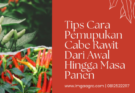 Budidaya cabe, budidaya cabai, cara pemupukan cabe rawit dari awal, pertanian cabe, lmga agro