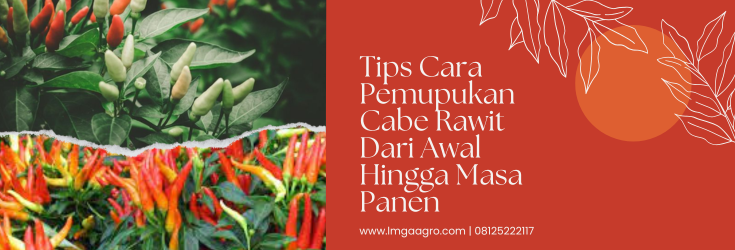 Budidaya cabe, budidaya cabai, cara pemupukan cabe rawit dari awal, pertanian cabe, lmga agro