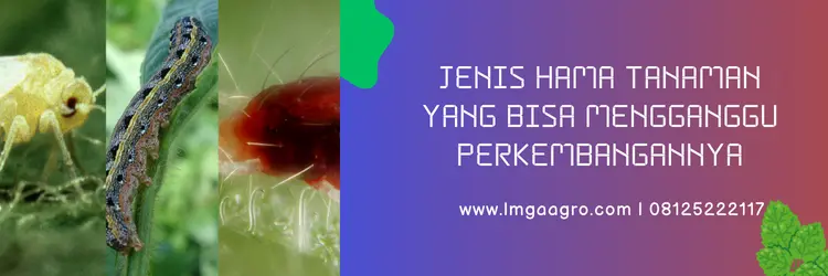 actara insektisida, harga insektisida actara, bahan aktif insektisida actara, actara 25 wg, Lmga Agro