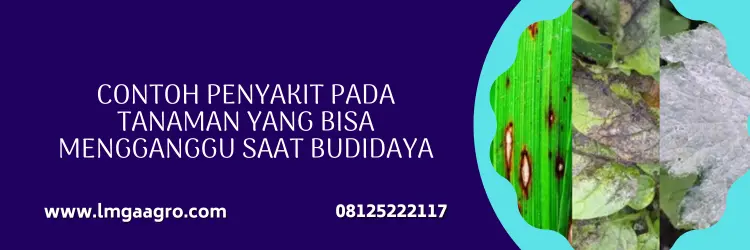 Jual Harga Fungisida Topsin 70 WP Murah Efektif Basmi Penyakit Tanaman | Lmga Agro topsin fungisida, topsin m 70wp, harga fungisida topsin, topsin 70 wp, Lmga Agro