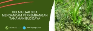 broadplus, broadplus 77 wp, herbisida broadplus, harga broadplus, Lmga Agro