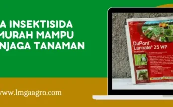 lannate insektisida, harga lannate, insektisida lannate 25 wp, dupont lannate, Lmga Agro